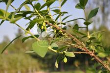 Kamtšatkan marja