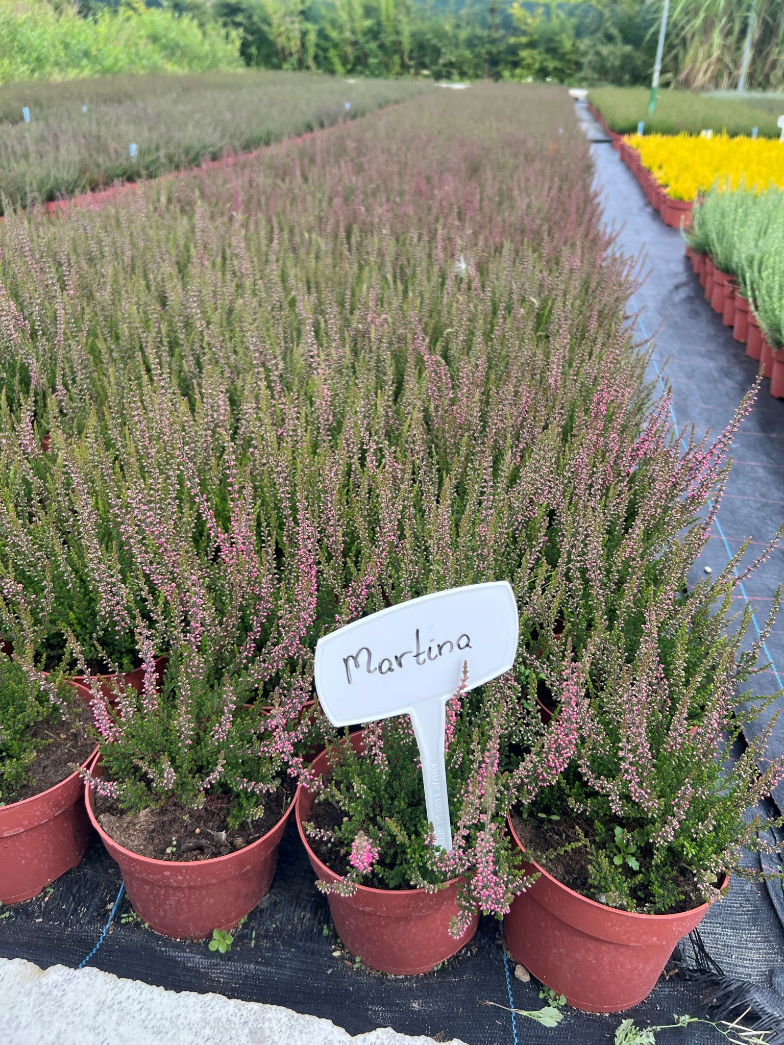 Kanerva taimet